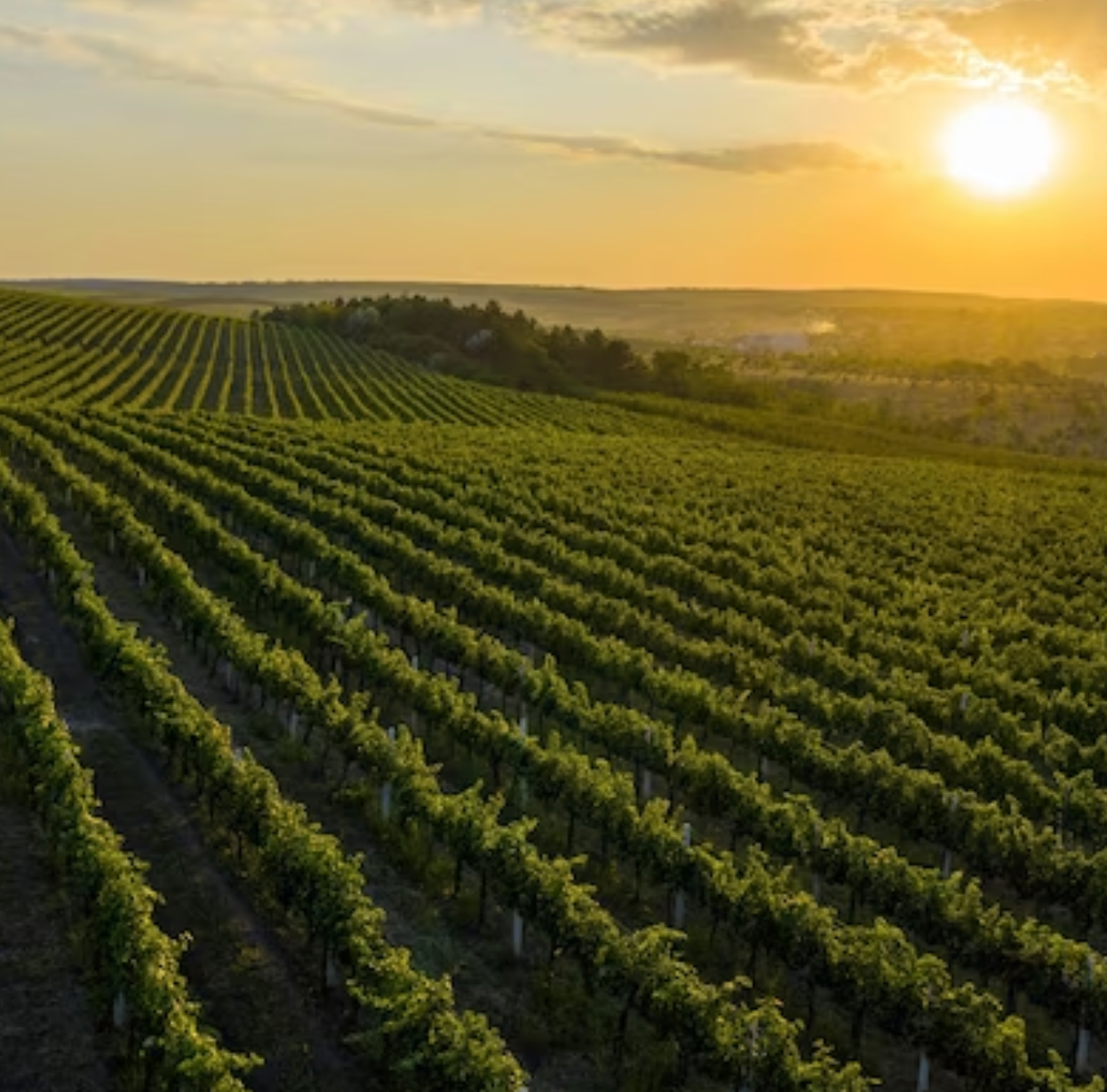 ANE Revolutionized Agriculture and Animal Husbandry Waste Management with Cutting-Edge Solutions